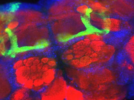 Revealing the brain’s secrets, one cell at a time