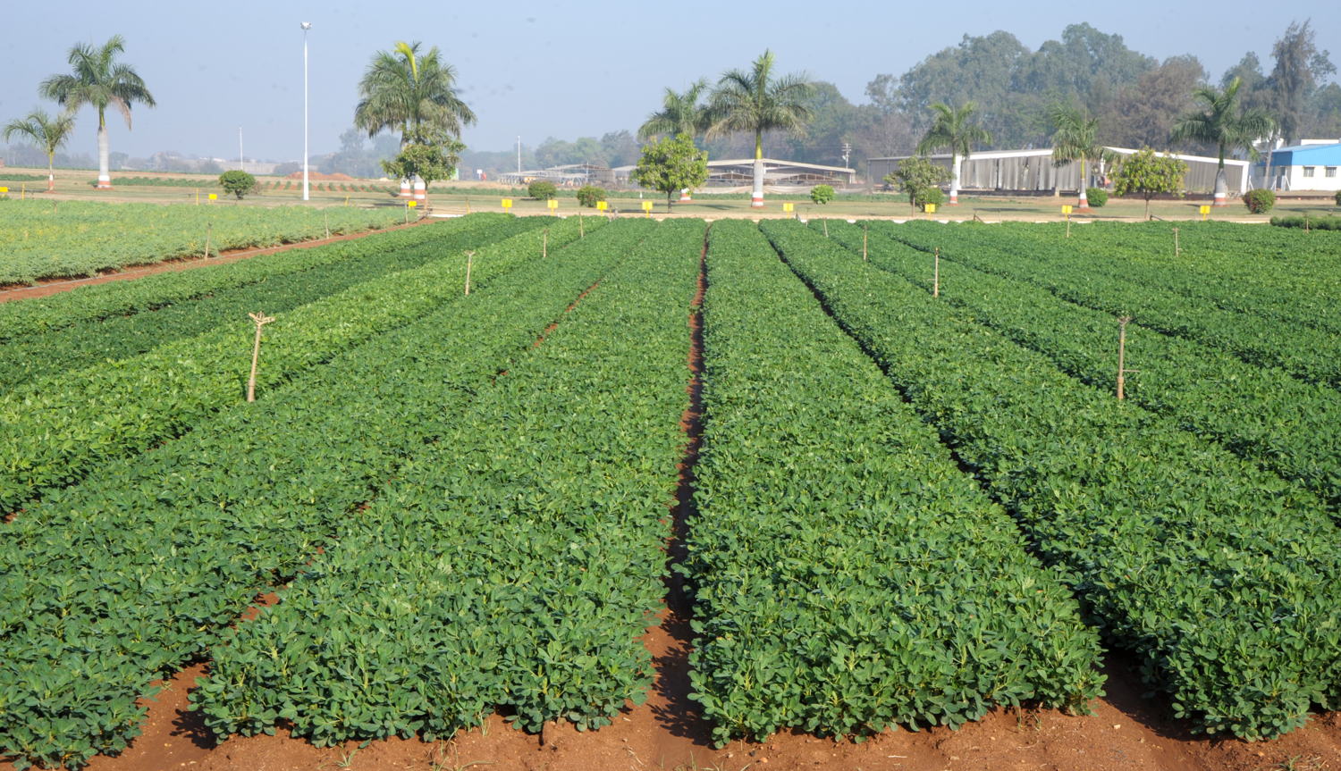 A groundnut demonstration plot at ICRISAT headquarters, India.