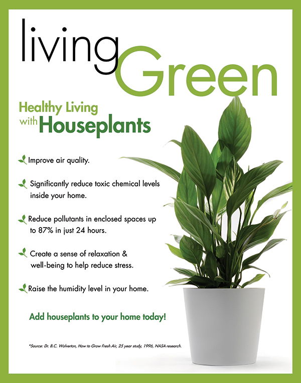 Houseplant Benefits Infographic