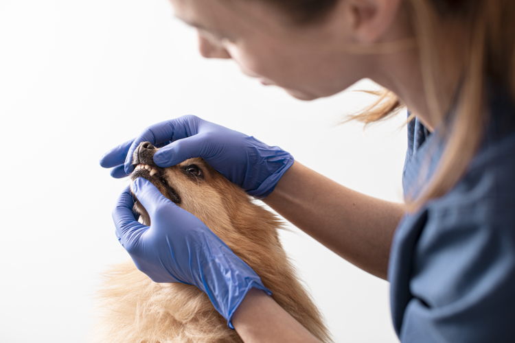 Dierenarts bekijkt tanden hond_2