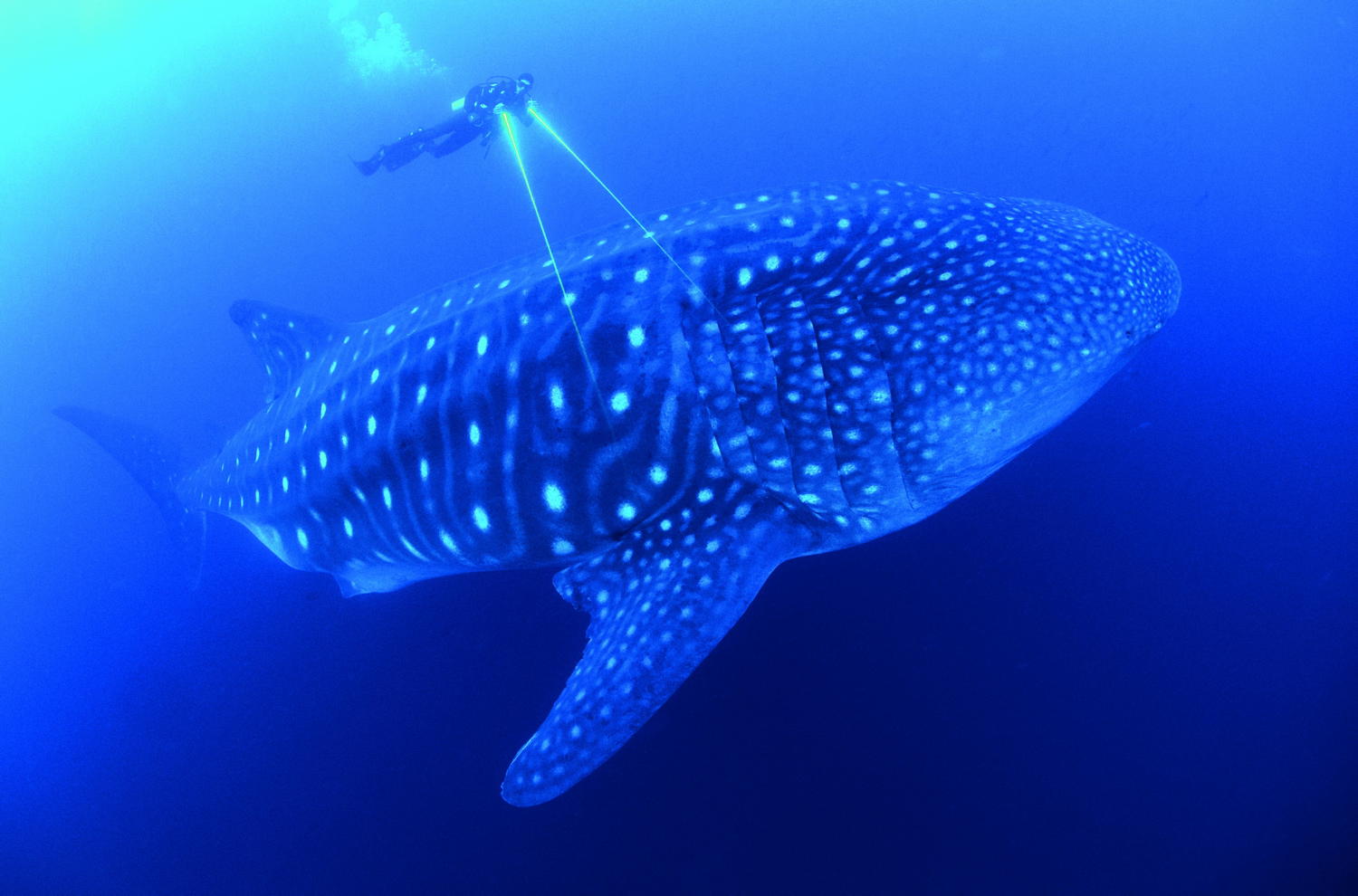 Afl 7: Our Blue Planet - (c) BBC