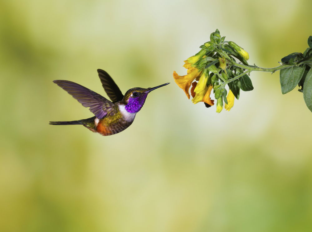 Hummingbird 1 (photo credit to Pike Nurseries)