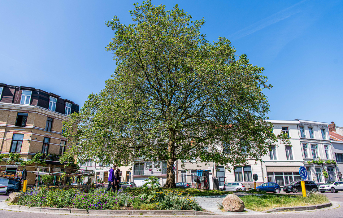 Stad wint European City of the Trees Award 2023