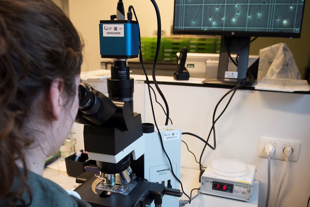 L’UZ Brussel développe un outil d’IA pour détecter plus rapidement et plus efficacement les spermatozoïdes