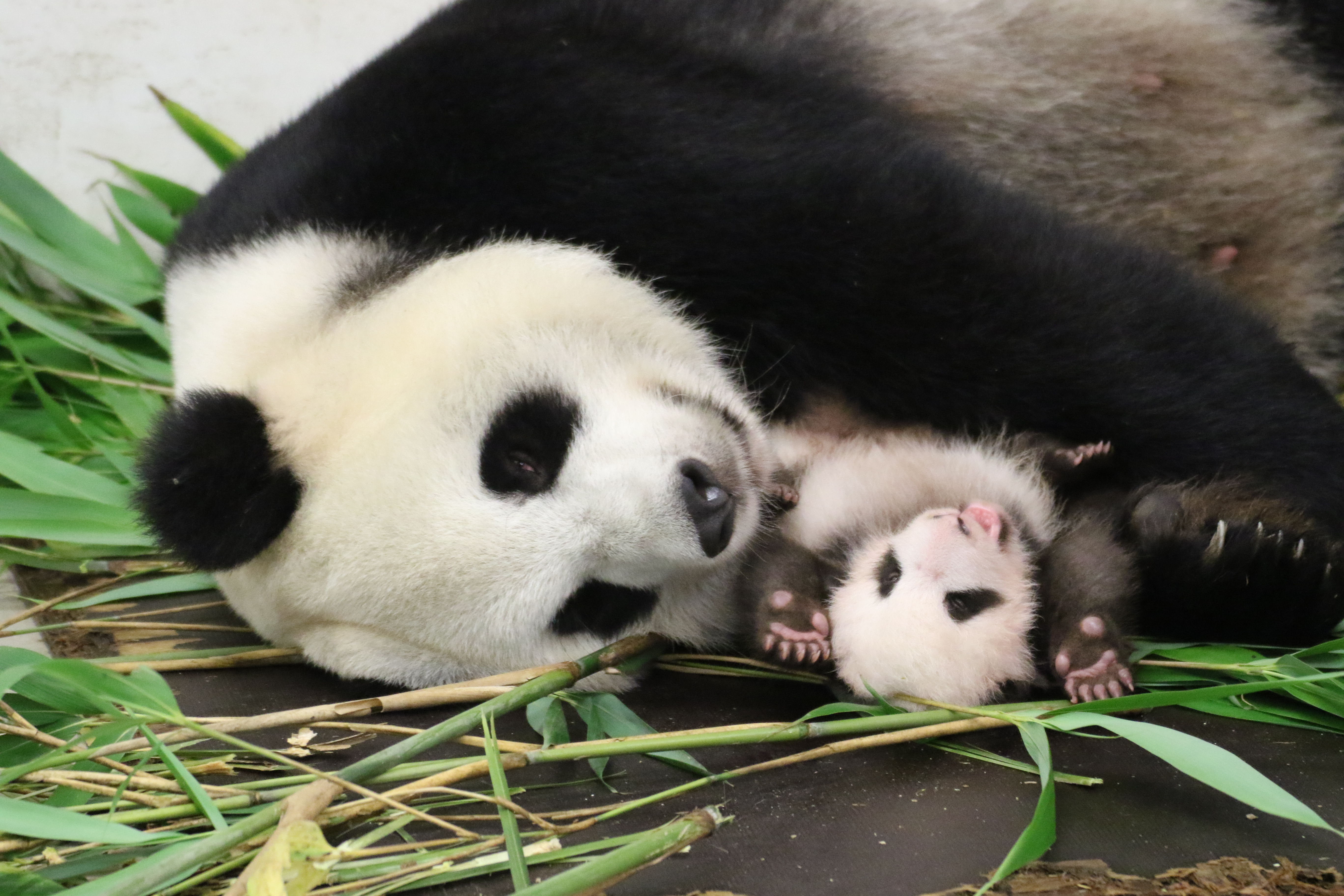 Tian Bao, 2 maanden oud, met hun moeder Hao Hao