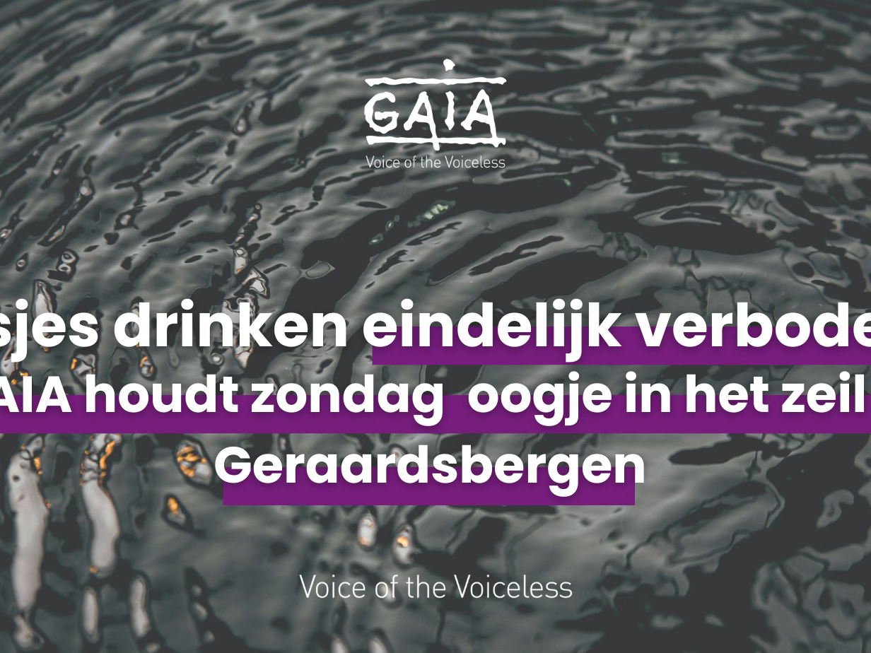 GAIA ziet toe op naleving verbod op “visjes drinken” in Geraardsbergen