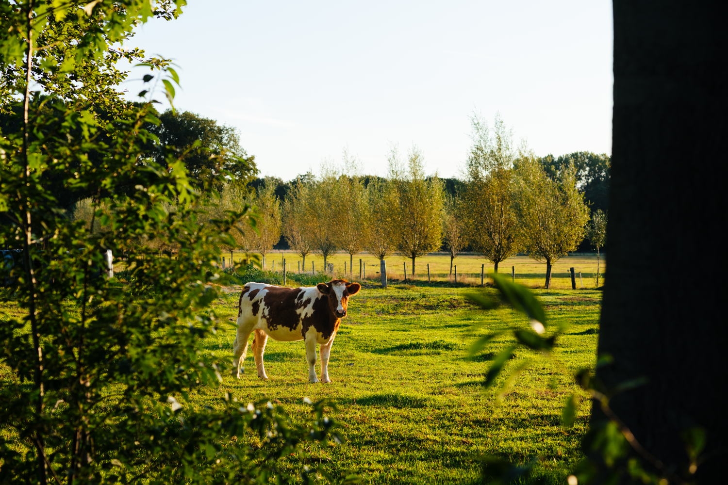 Achterhoek