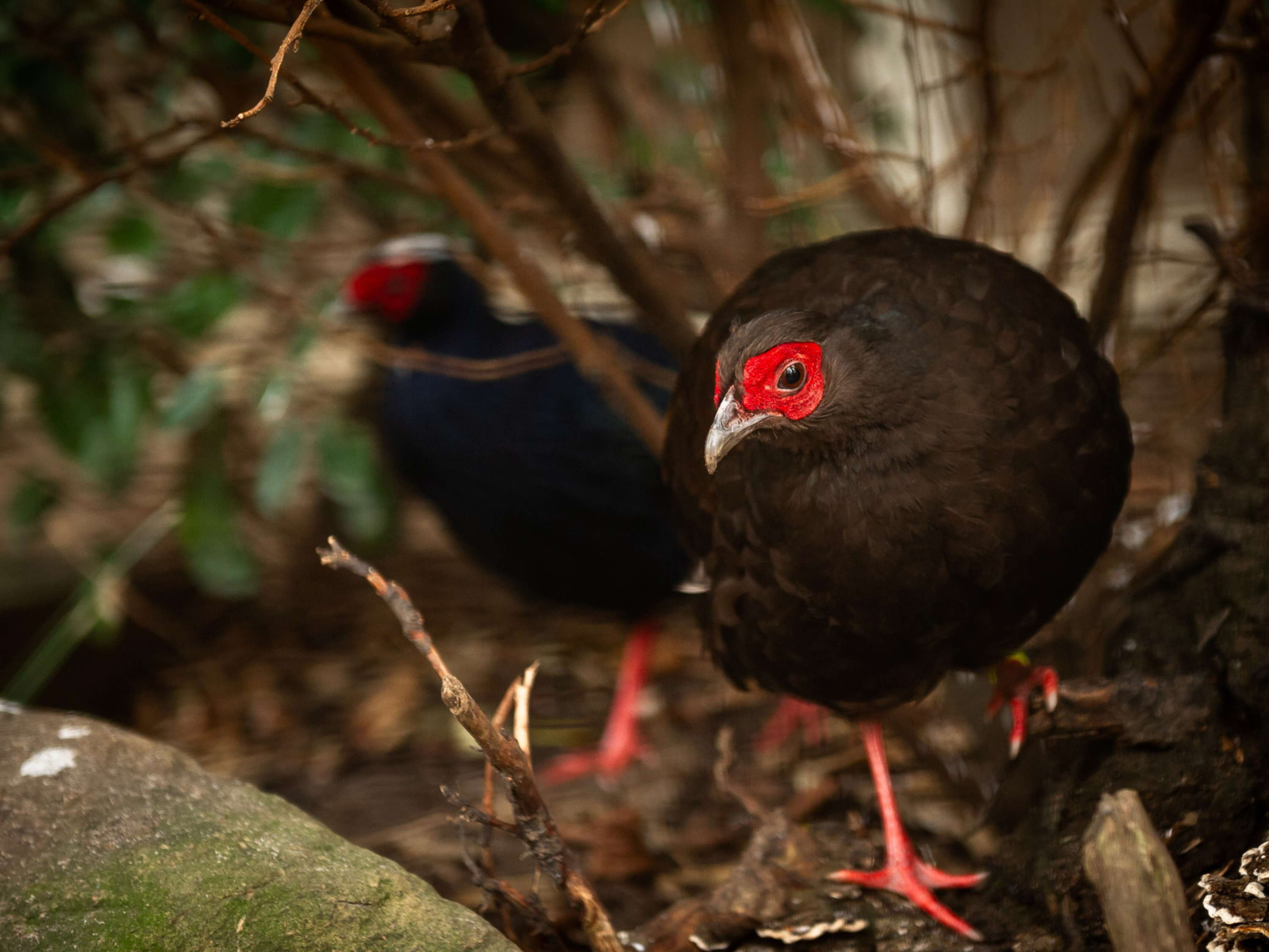 Antwerp Zoo joins efforts to return critically endangered birds to the wild in Vietnam