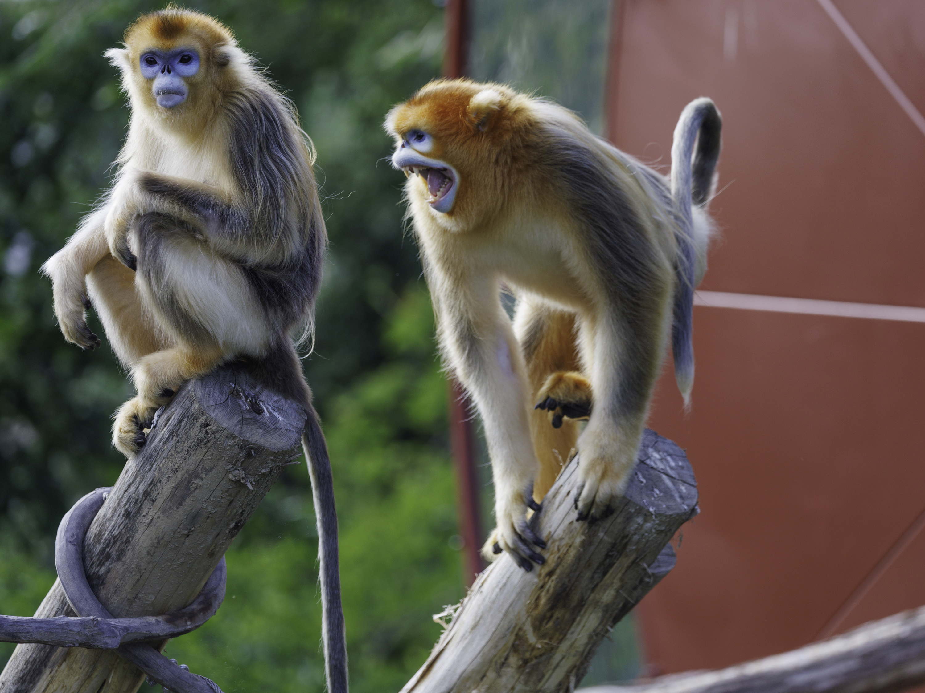 De gouden stompneusapen in Pairi Daiza verkennen hun buitenverblijf.