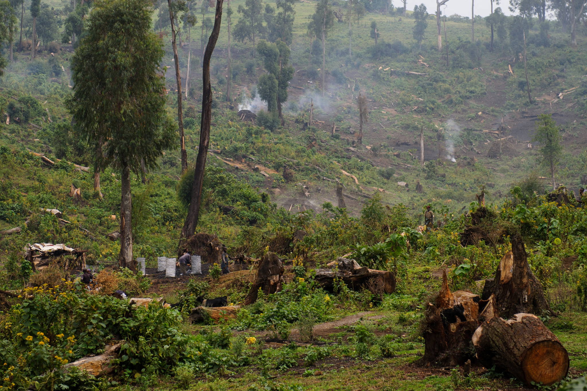 Antwerp University distributes 50,000 pressure cookers to combat deforestation in DRC