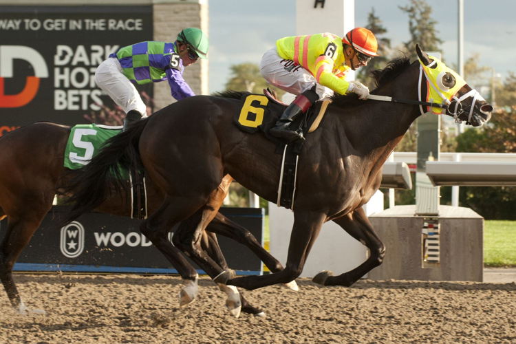 Velocitor winning on September 22, 2022 at Woodbine. (Michael Burns photo)