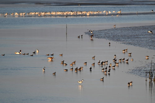 groep tureluren, kluten en bergeenden - © Zwin Natuur Park