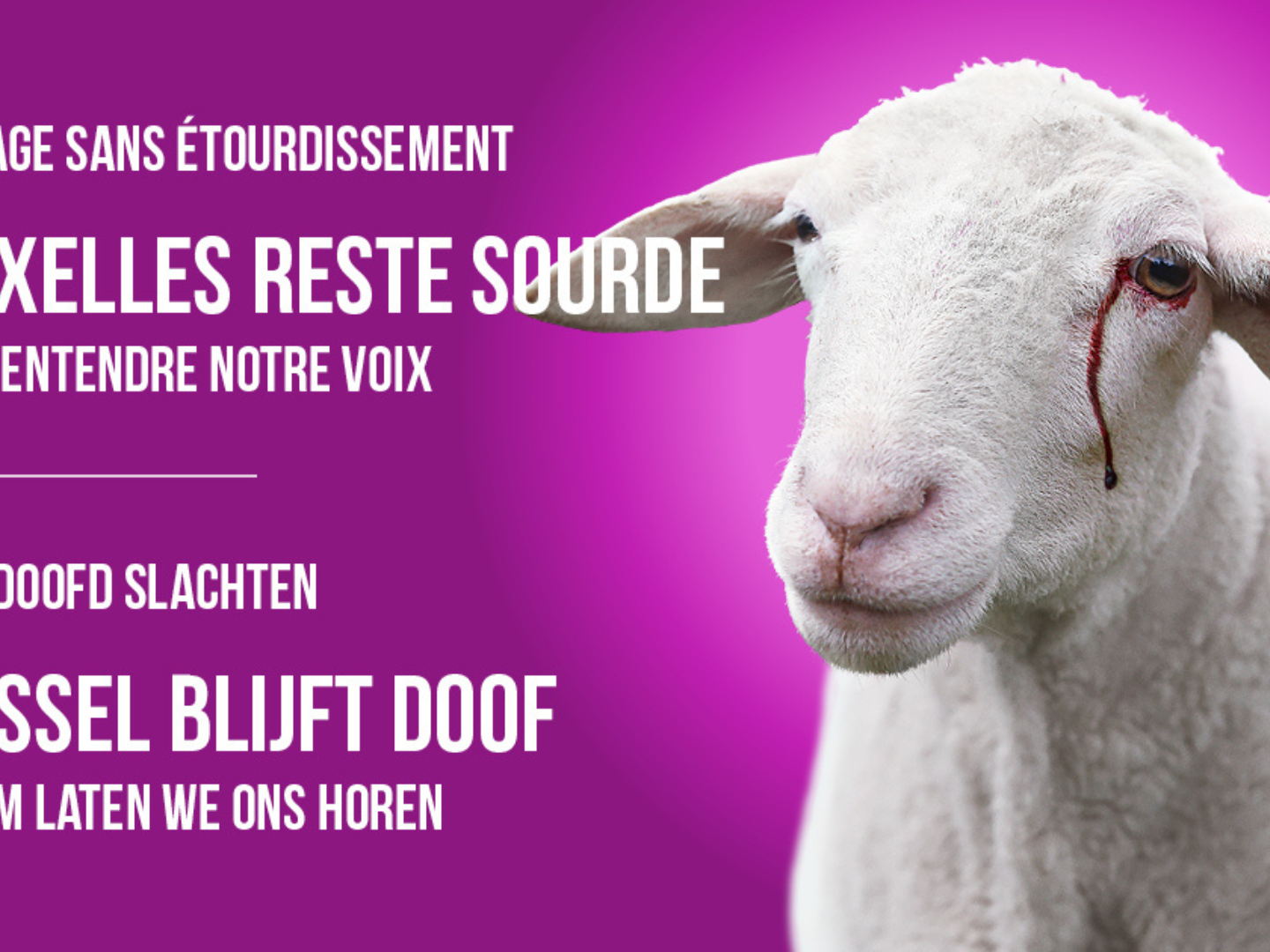 Slaughter without stunning: GAIA sues the Brussels Region