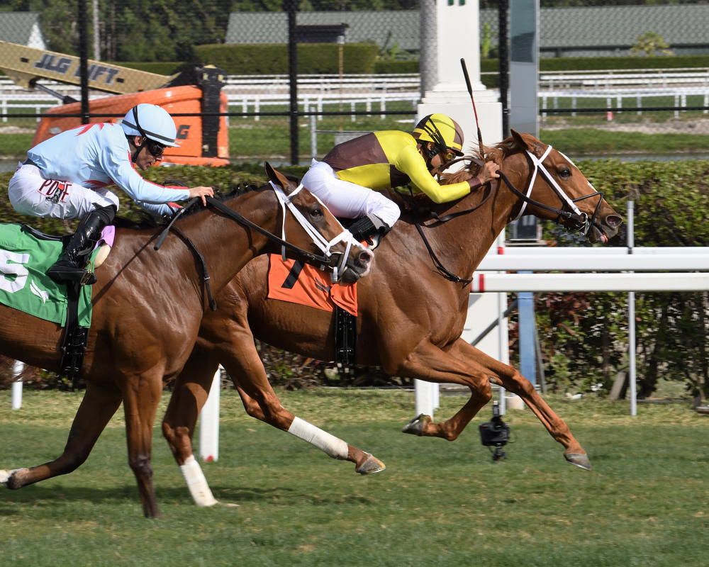 Roaring Forties and jockey Shaun Bridgmohan winning the Sunshine Turf Stakes on January 21, 2023 at Gulfstream (Adam Coglianese)