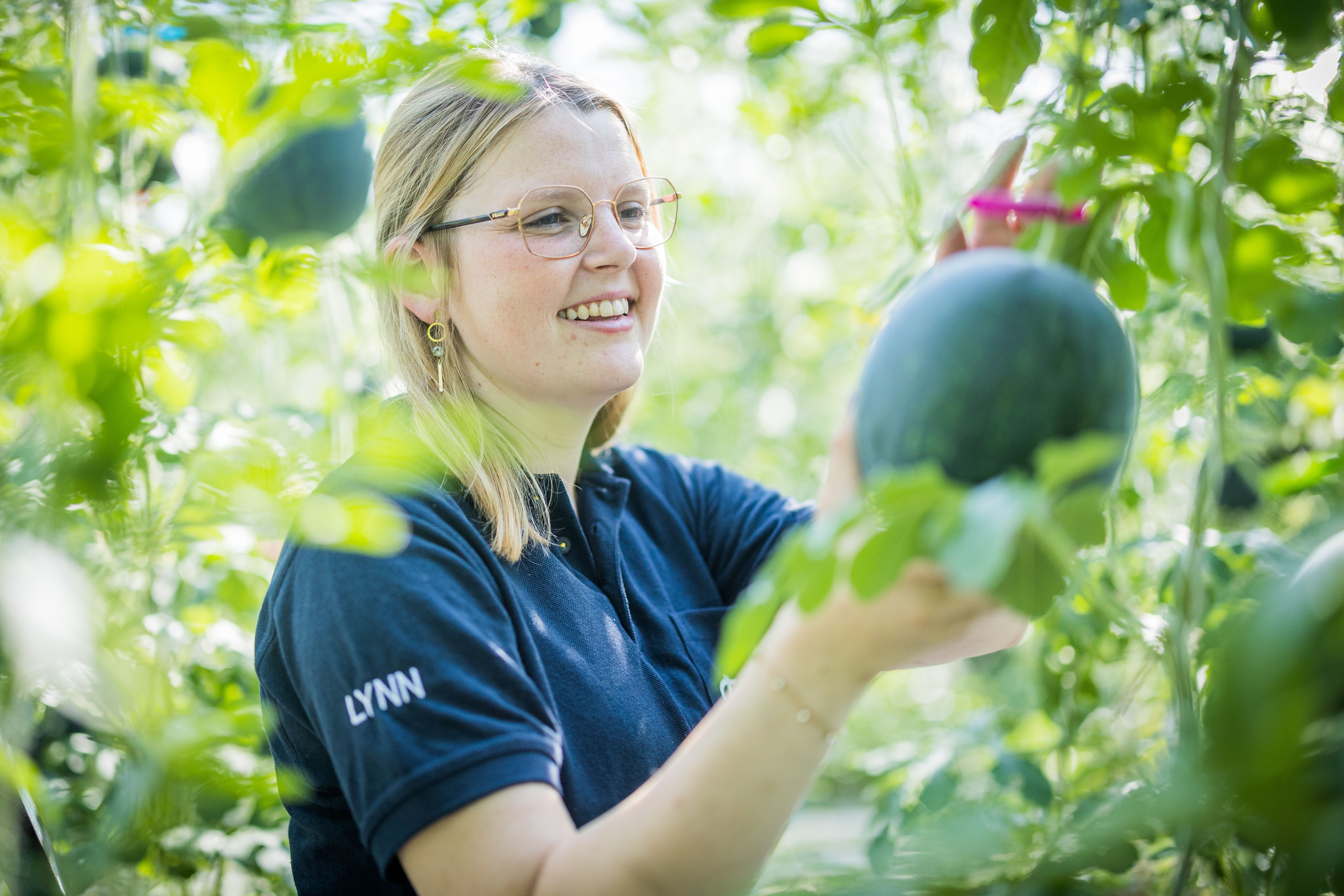 Lynn Vermeiren, teler bij Tomeco. Om de hoogste kwaliteit te garanderen, worden de watermeloenen stuk voor stuk met de hand gecontroleerd.