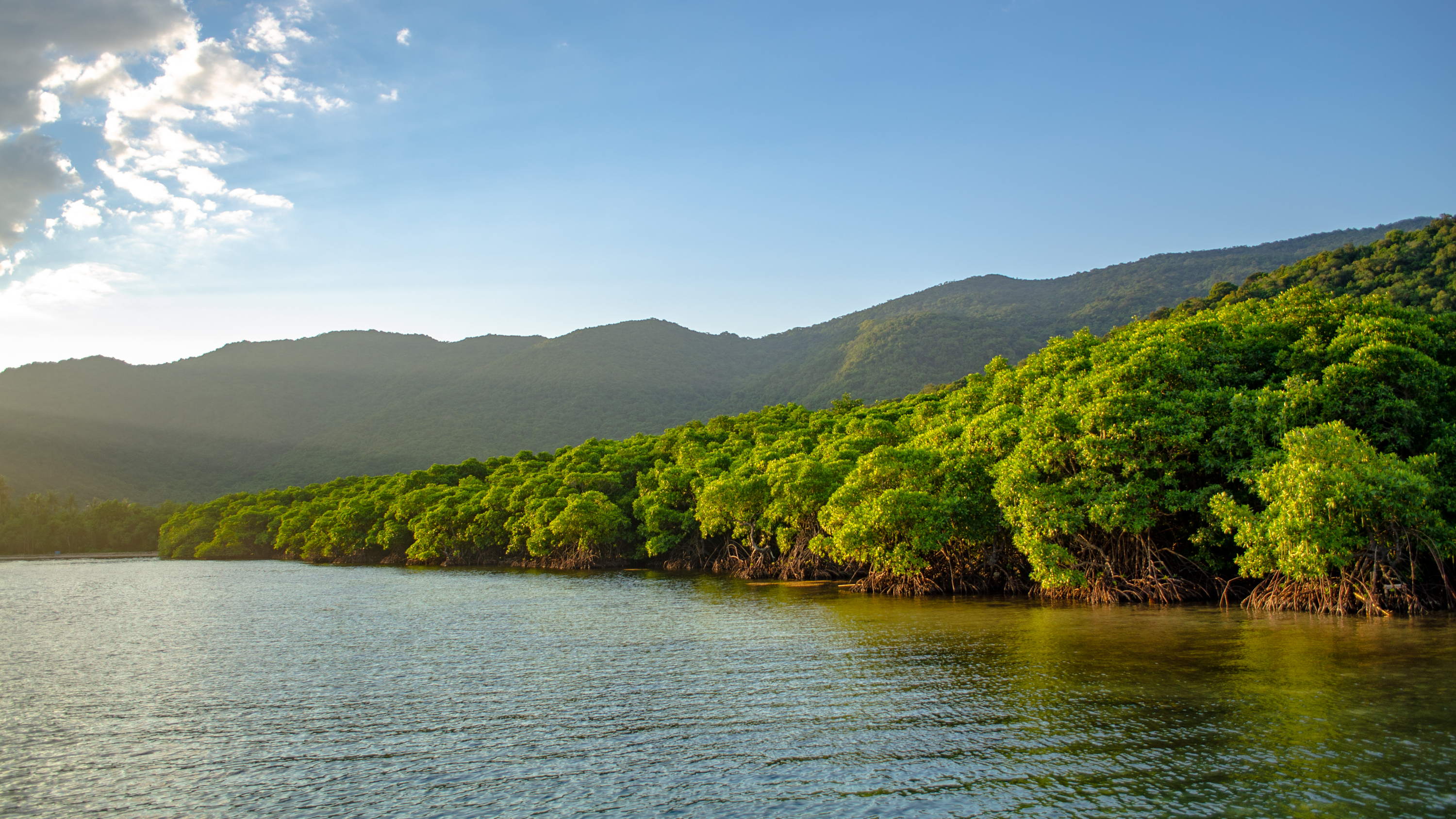 La protection des mangroves résistantes au climat ne nécessite qu'une expansion limitée de la zone protégée mondiale