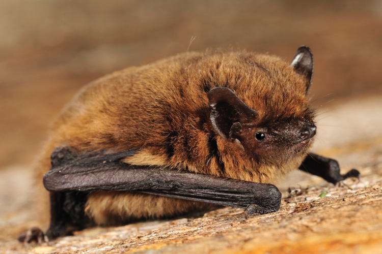 chauves-souris pipistrelle (©Yves Adams)