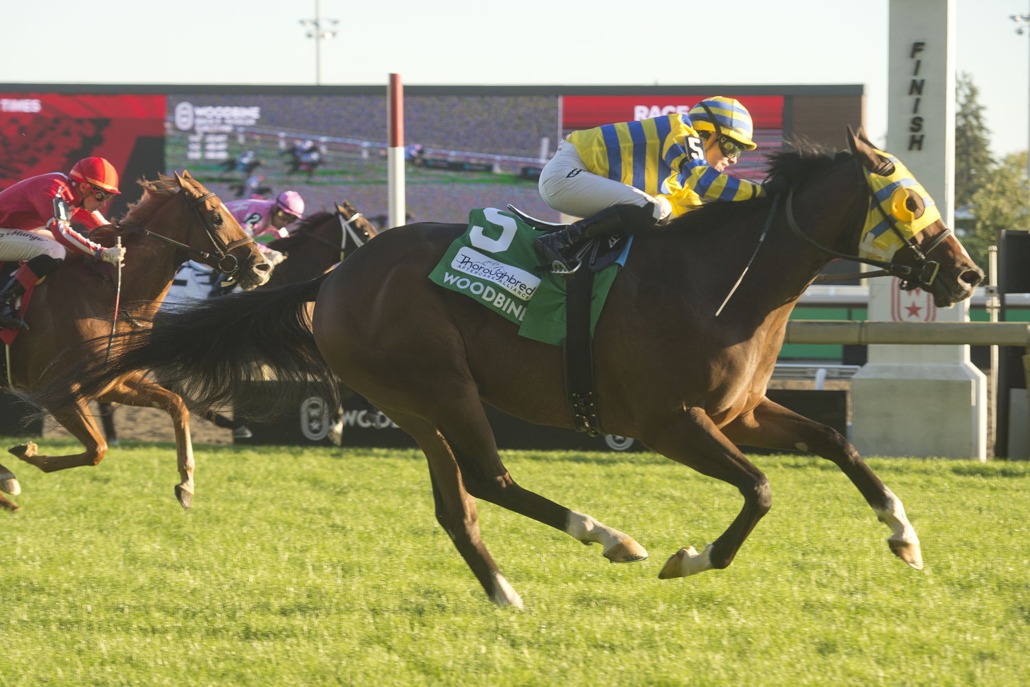 Patches O'Houlihan and jockey Sofia Vives winning the Nearctic Stakes (G2) on October 5, 2024 at Woodbine (Michael Burns Photo)