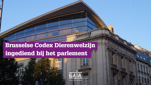 Brusselse Dierenwelzijnscodex: GAIA verwelkomt de indiening van de tekst bij het Parlement en roept de meerderheid op om dit project te ondersteunen