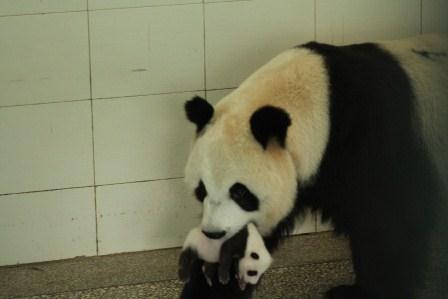 De panda's (c) VRT
