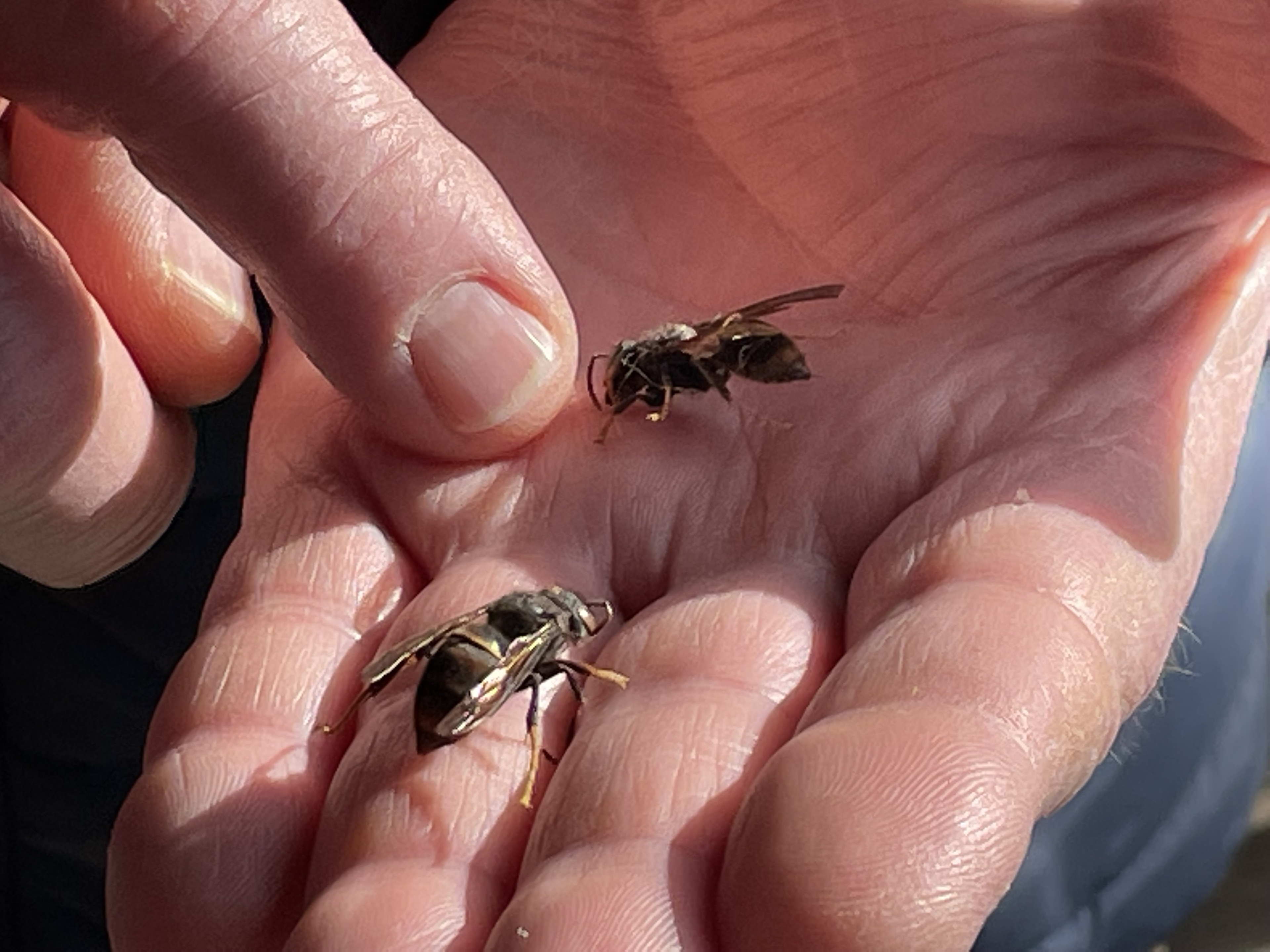 Flemish budget to combat invasive species triples