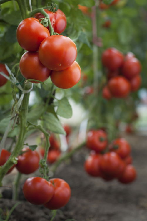 Tomatoes (photo credit Pike Nurseries)