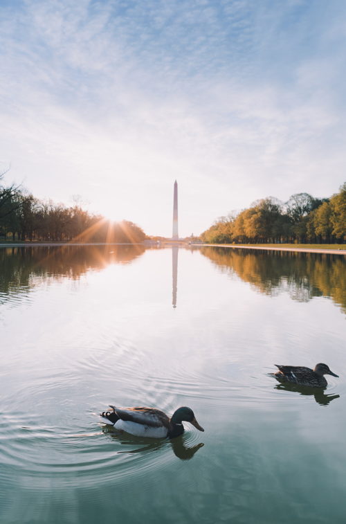 Washington DC