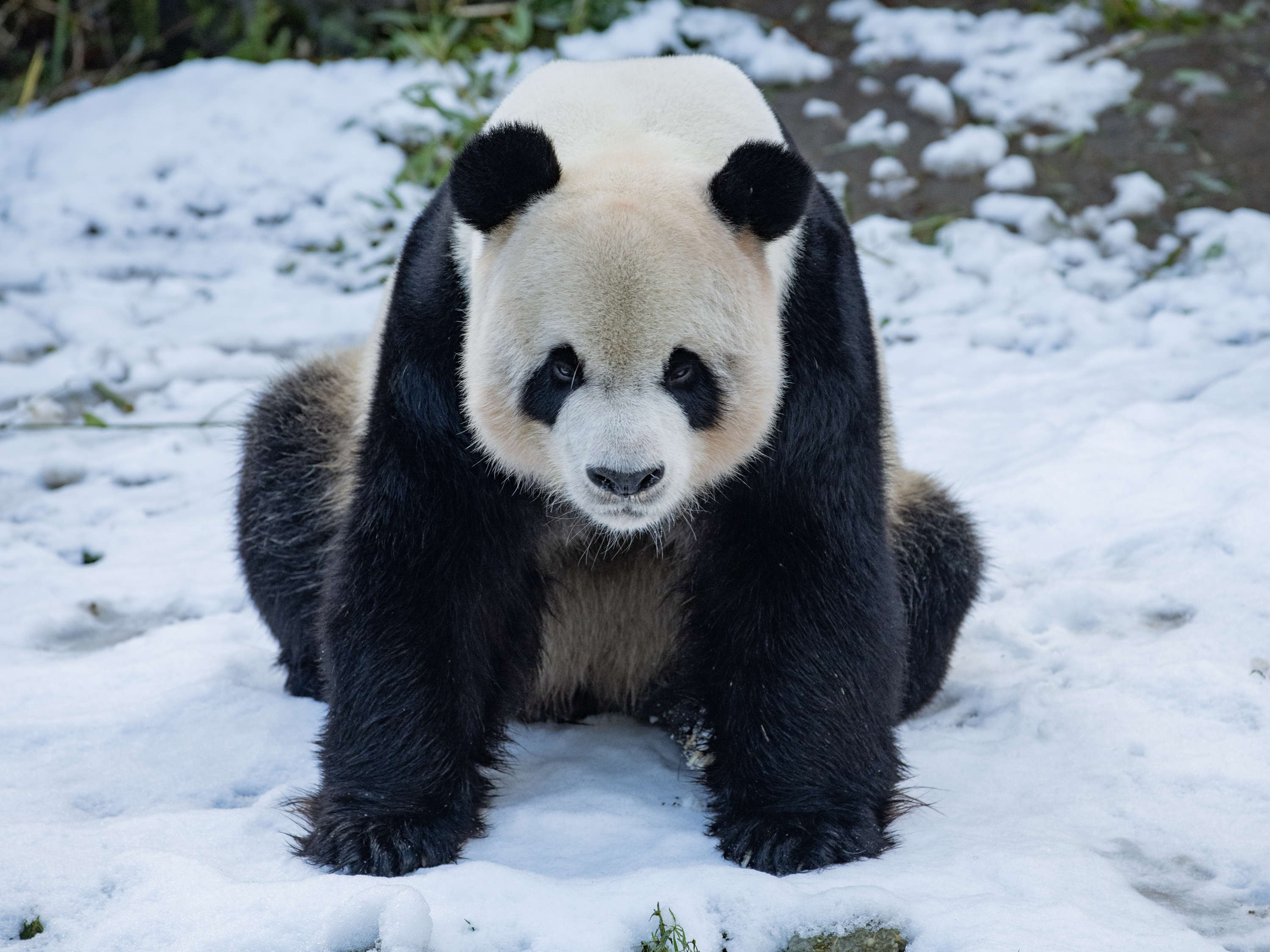 Pairi Daiza under the snow: the first snowflakes of the year have fallen on the Enchanted Animal Kingdom