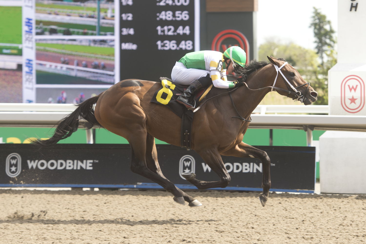 Piper's Factor and jockey Kazushi Kimura winning Race 6 on May 12, 2024 (Michael Burns Photo)