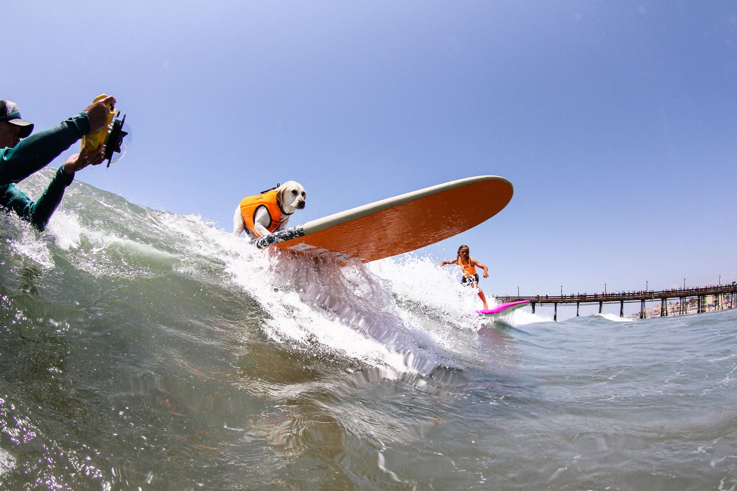 ¡Los ‘Surf-Perritos’ están listos para atrapar las olas más top! 