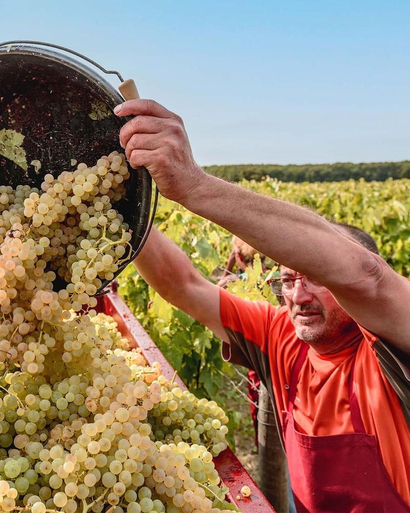 People - Rémy Martin harvest