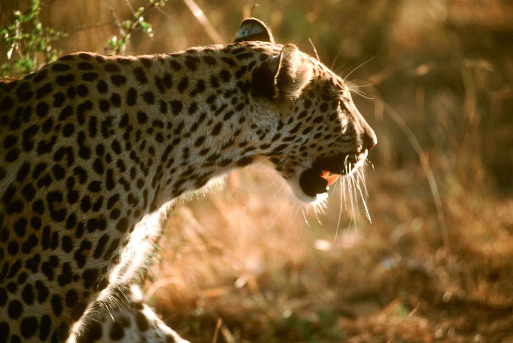 Close up of a leopard. AKG1349253 © akg-images / african.pictures / Karin Duthie