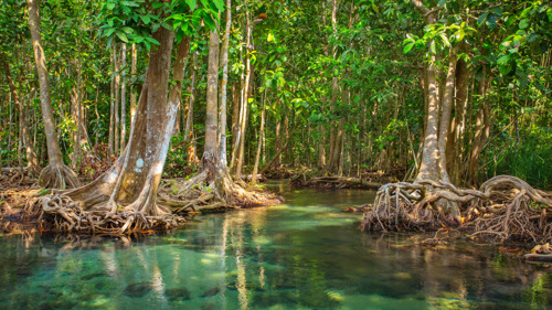 Size doesn’t matter …..voor ecologische veerkracht mangroves