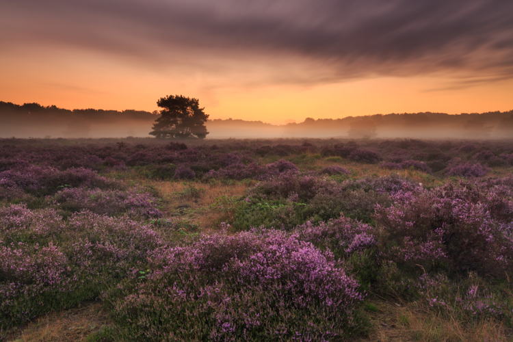 Maashorst Slabroekse Heide © HKNatuurfotografie 2015