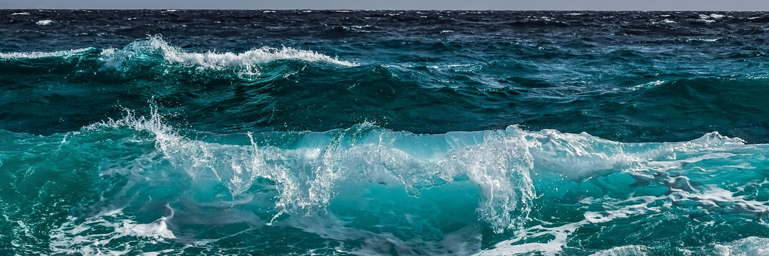 Diep in de zee: Recent VIB-onderzoek naar waterorganismen leidt tot inzichten over kanker 