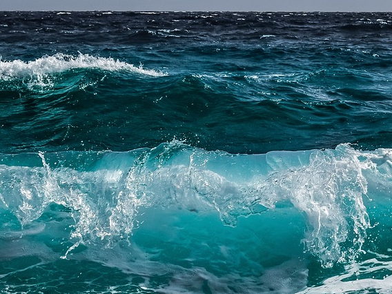 Under the sea: Recent VIB research on aquatic organisms leads to cancer insights 