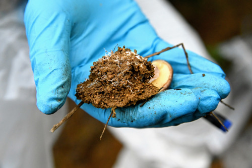 Mycorrhizal fungi: heroes of a hidden biodiversity