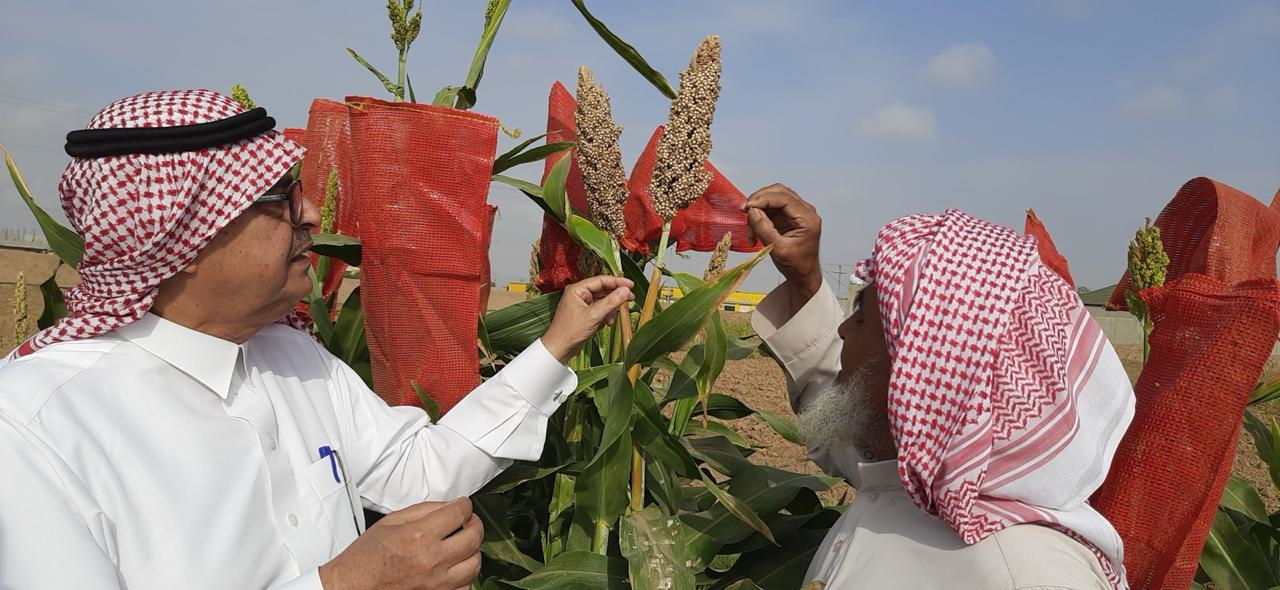 Proud farmer showcases his sorghum panicles. © FAO/Ashok Are