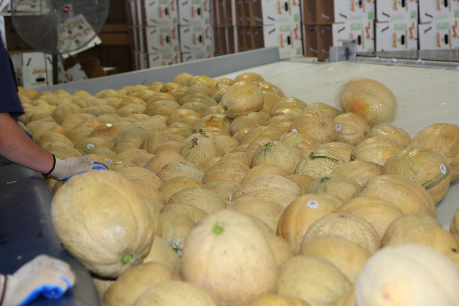 Sorting cantaloupe in the state-of-the-art packing shed