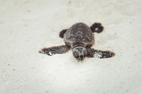 Ante la apertura de Andaz Mayakoba, el idílico destino se prepara para el nacimiento de las primeras tortugas marinas del año
