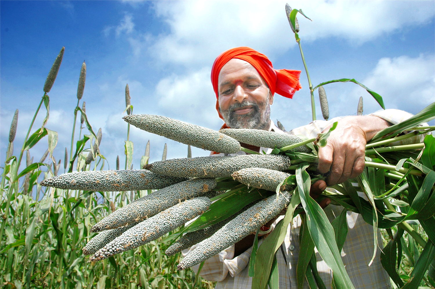 Indian farmer with pearl millet harvest.