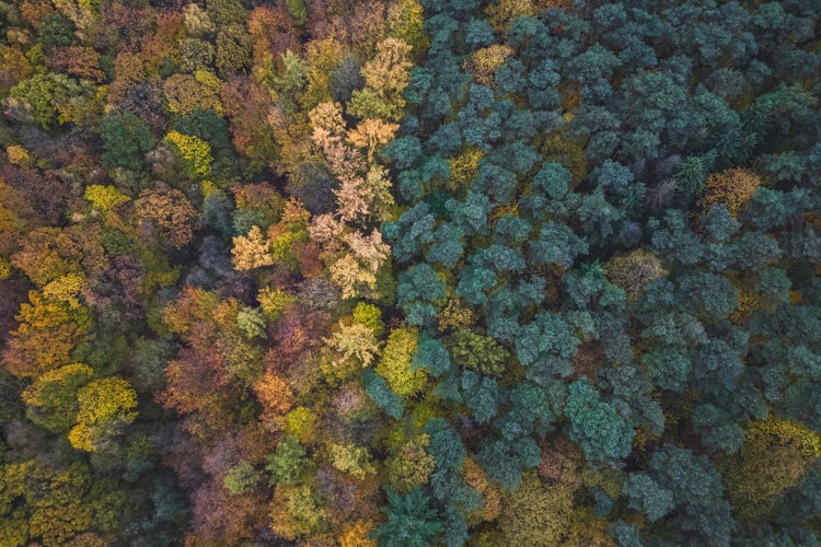 Hallerbos luchtbeeld - © Maxime Bervoets