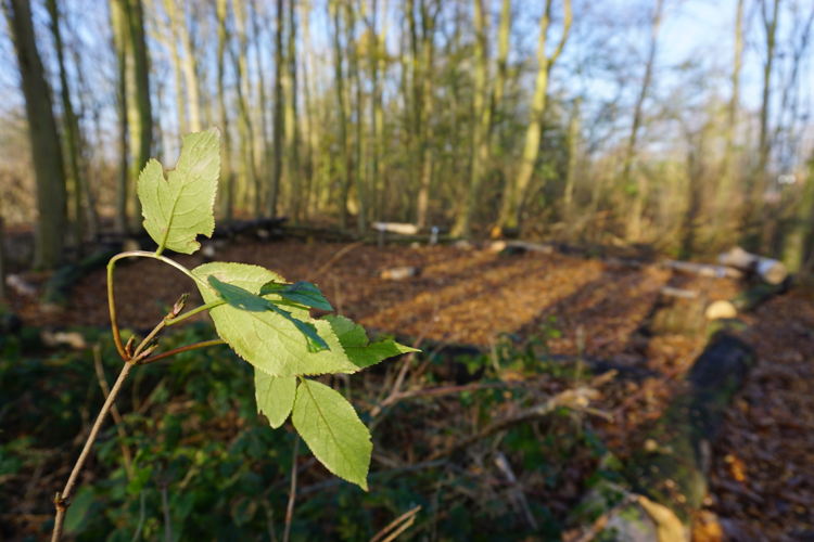 De Gavers Speelbos 