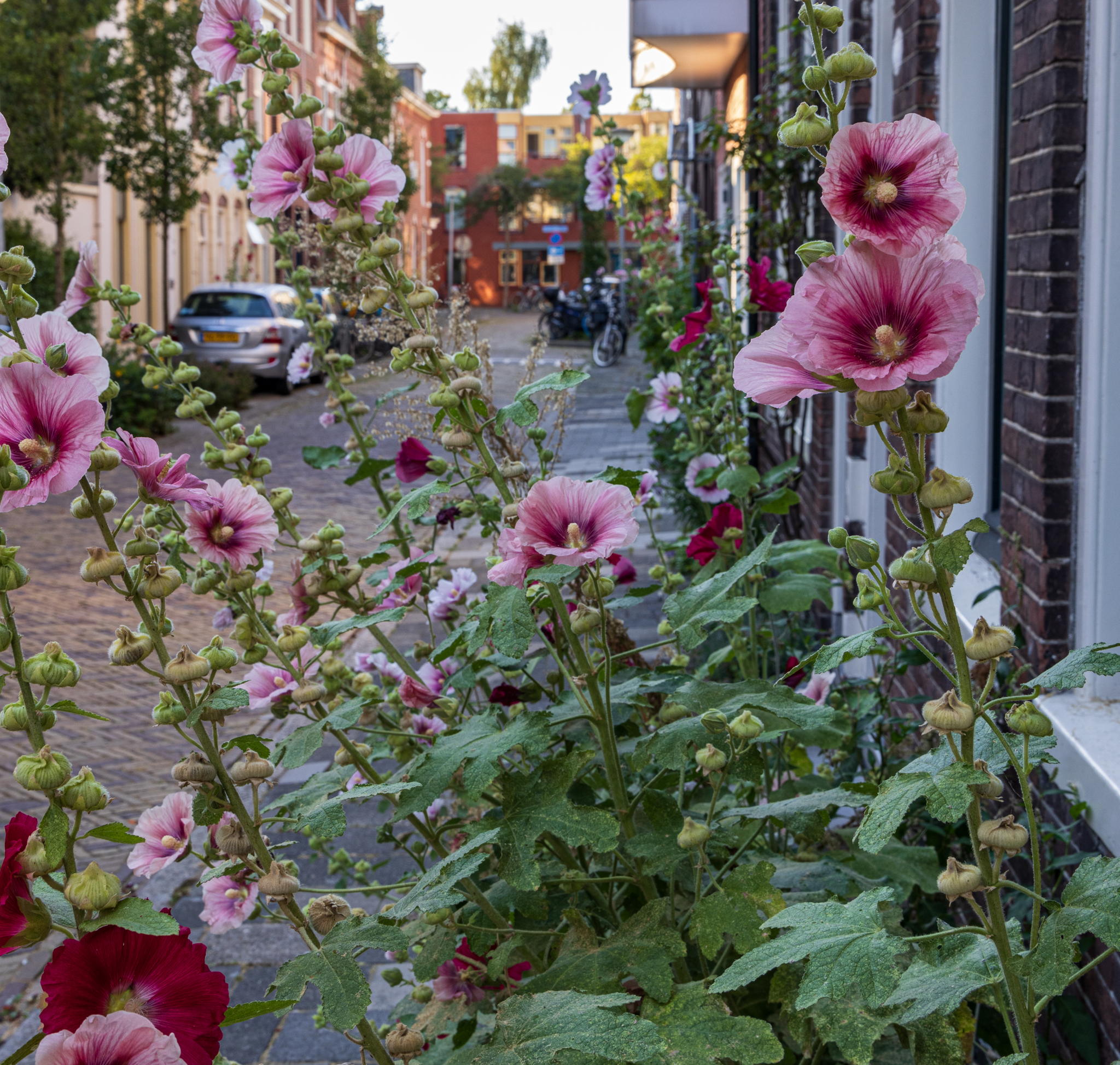 Ekeren Bloeit! gaat op zoek naar de mooiste voor- en geveltuinen