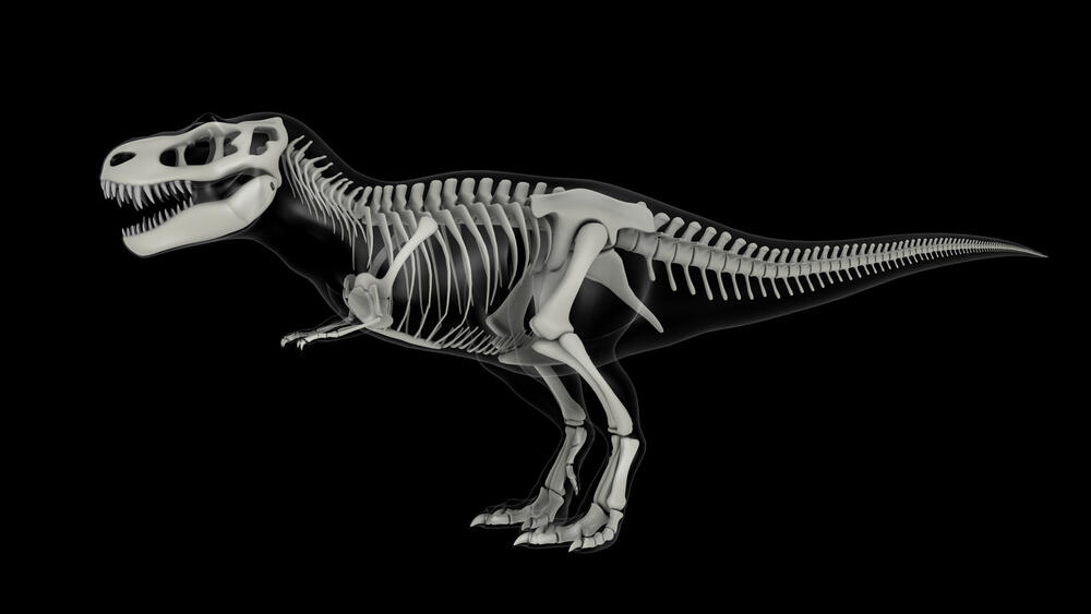 Skeletal system of Tyrannosaurus Rex, side view.AKG10120686 © akg-images / Stocktrek Images