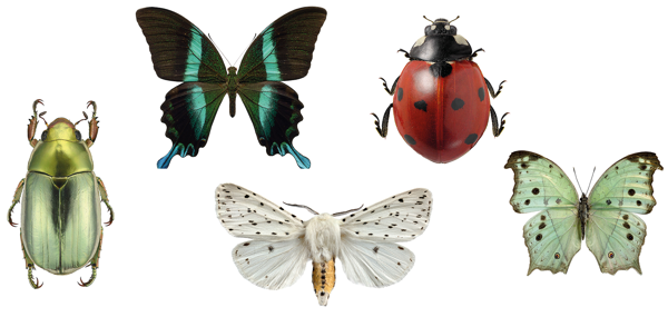 Breng de natuur in huis: insecten als 'macrofotografische' kunstwerkjes