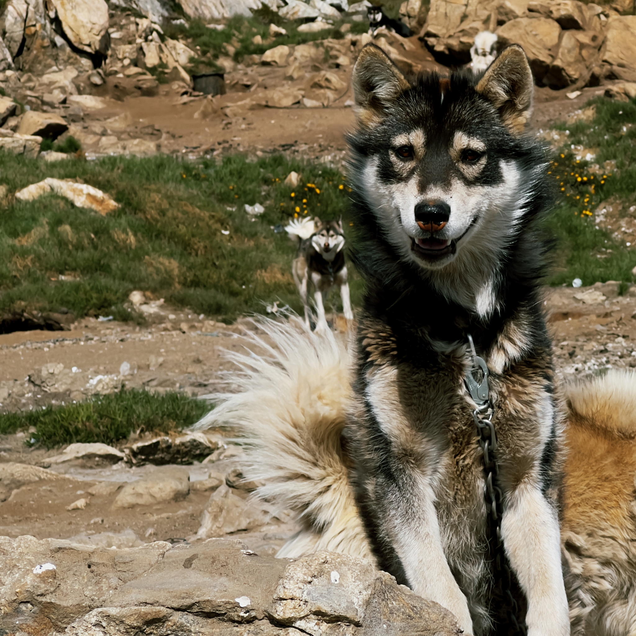 Perros de trineo en Kulusuk (Fotografía cortesía de Thomas Rex Beverly)