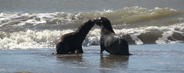 El tierno regreso al mar de dos lobos marinos tras una difícil rehabilitación por heridas y cortes