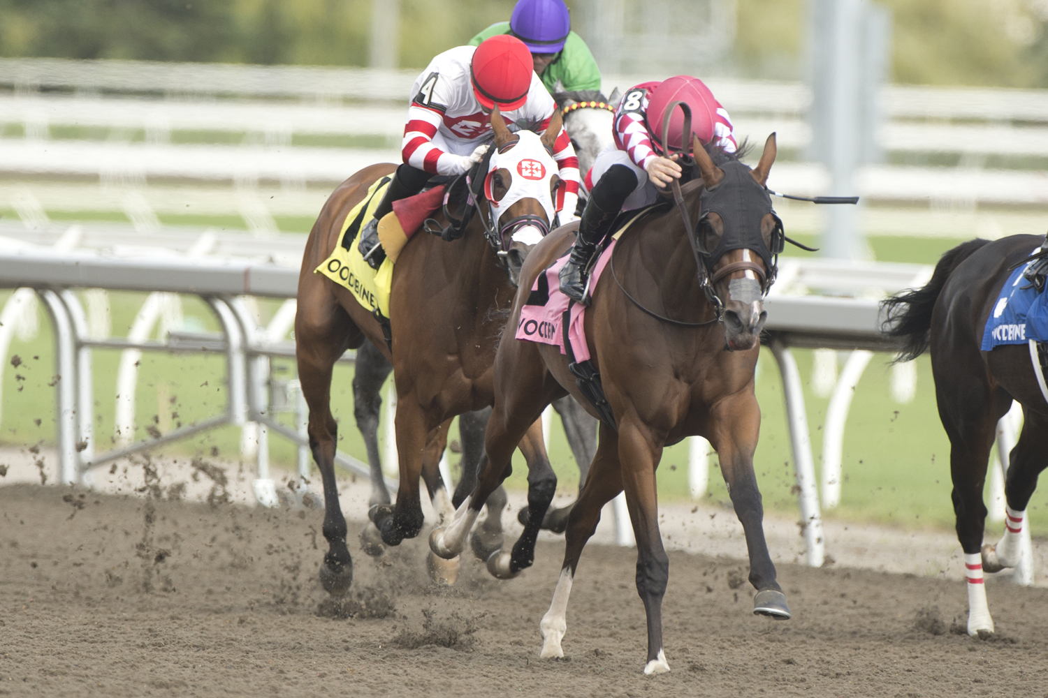 Me and My Shadow and jockey Emma-Jayne Wilson winning the Bison City Stakes on August 13, 2023 at Woodbine (Michael Burns Photo)