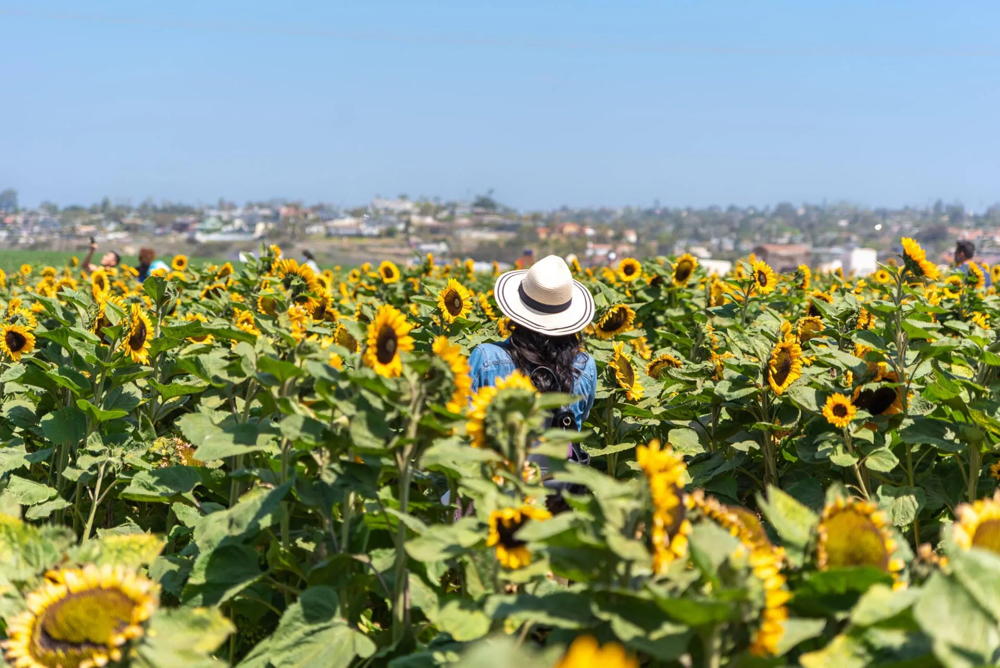 Carlsbad Strawberry Company